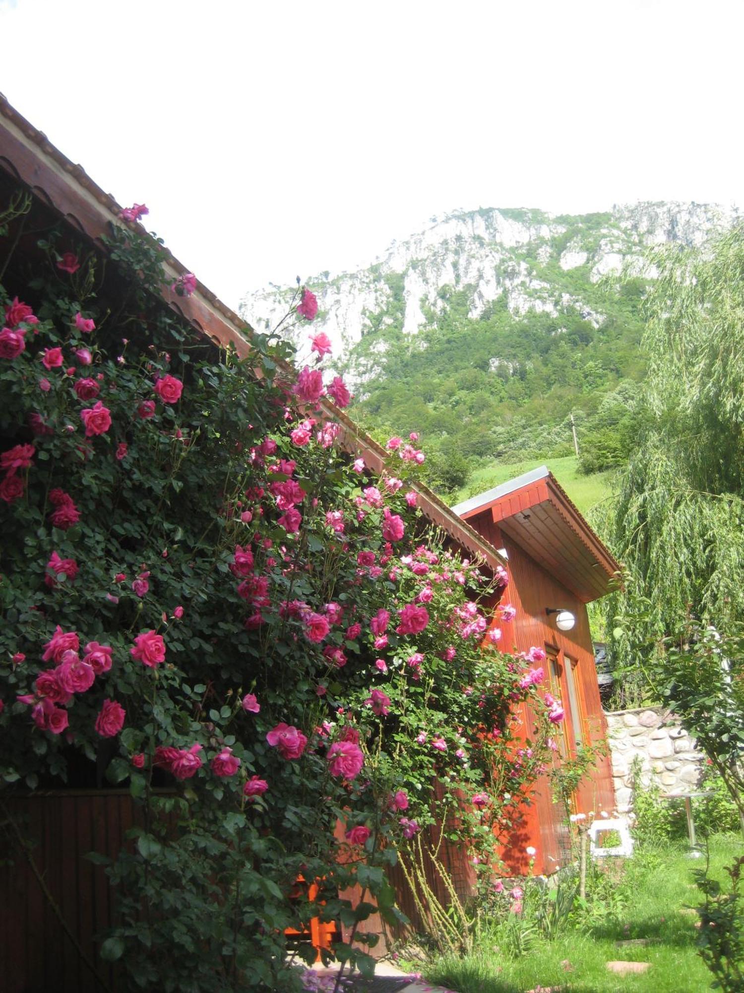 Pension Eden Беїле-Херкулане Екстер'єр фото
